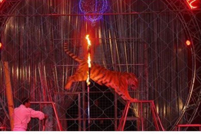 tigre-in-cerchio-di-fuoco