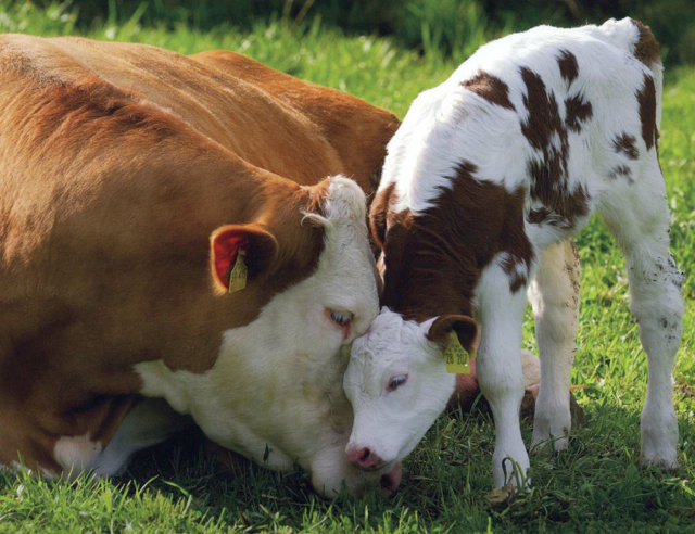 mama_cow_and_baby_from_book-redu-1