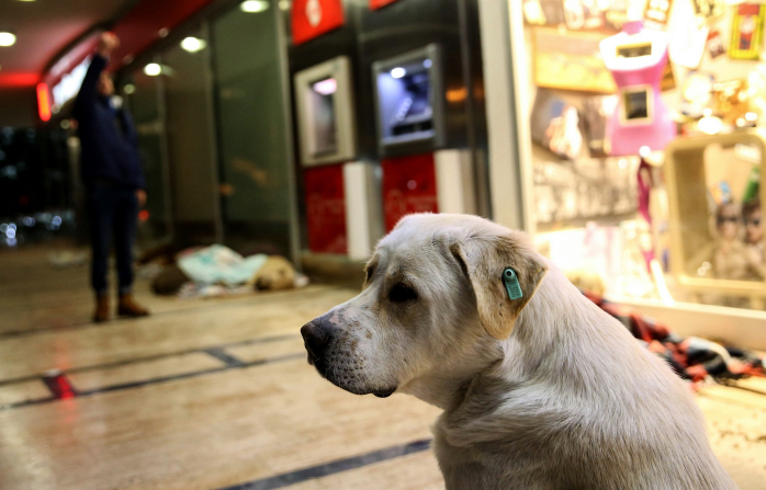 cani-istanbul1