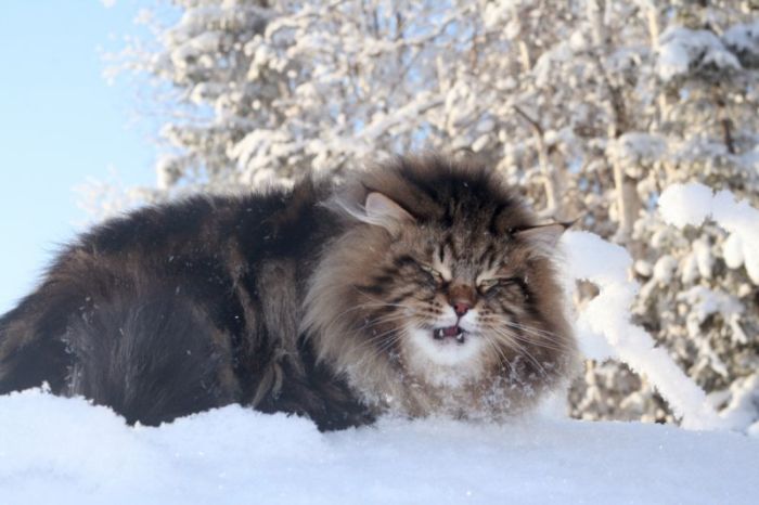 siberian-cat