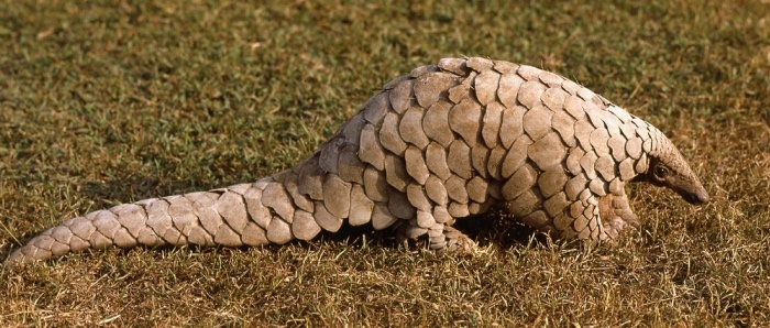 pangolin  