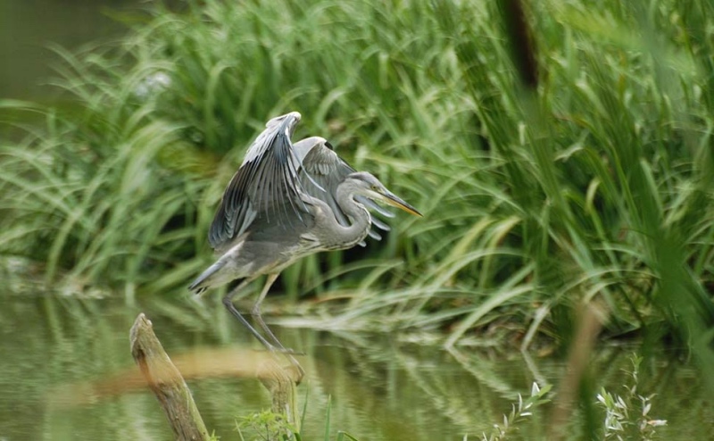 Airone cinerino all'oasi di Crava Morozzo, in provincia di Cuneo