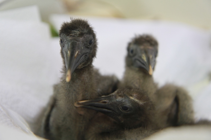 I piccoli Ibis Eremita