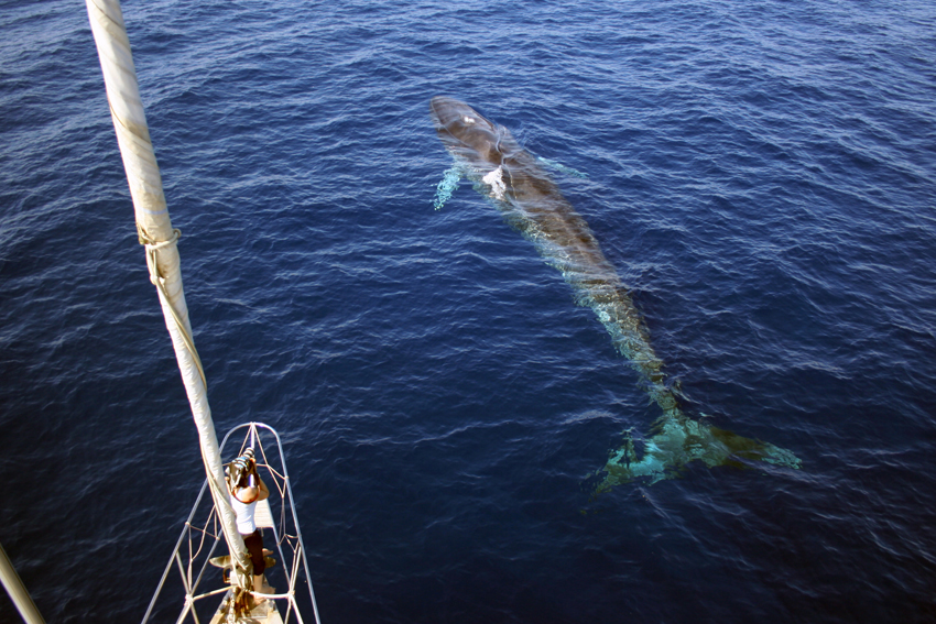 Balenottera comune_ Airoldi_Tethys
