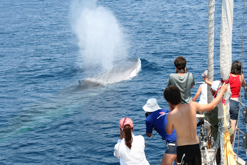 Balenottera comune_Carpinelli_Tethys