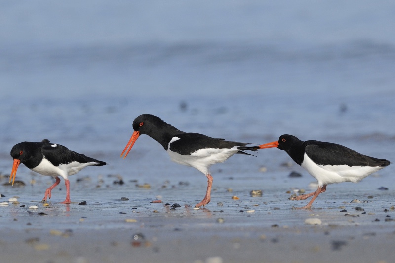 Beccaccia di mare - Maurizio Bonora