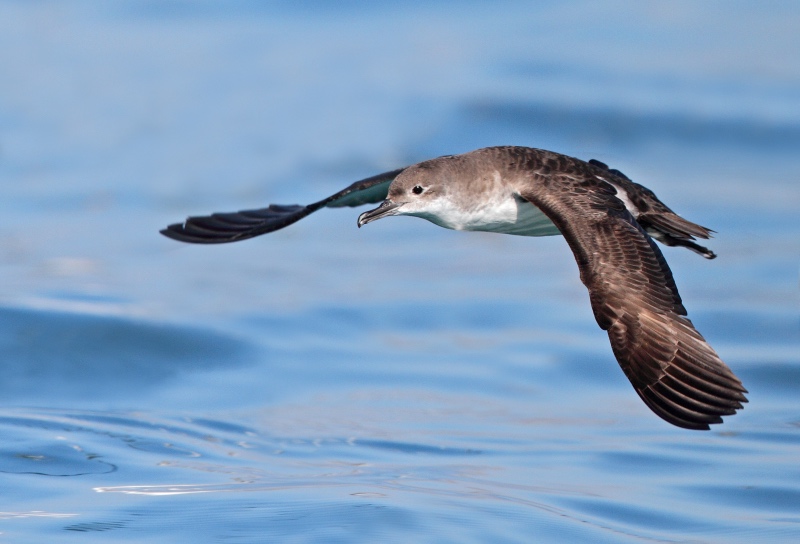 Berta minore - Foto Michele Mendi