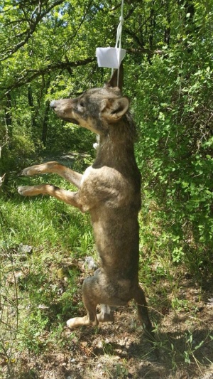 Il lupo impiccato nei boschi di Rieti. Si nota il biglietto.