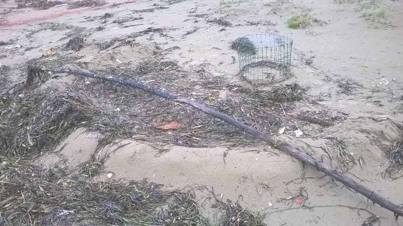 Nido dopo mareggiata_Fotor