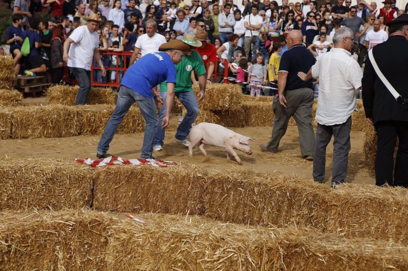 palio_maiali_06_Fotor