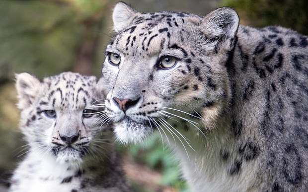 leopardo