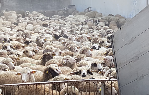 livetransportinvestigation17hugevolumes