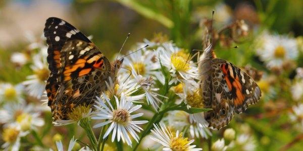 La Vanessa del Cardo