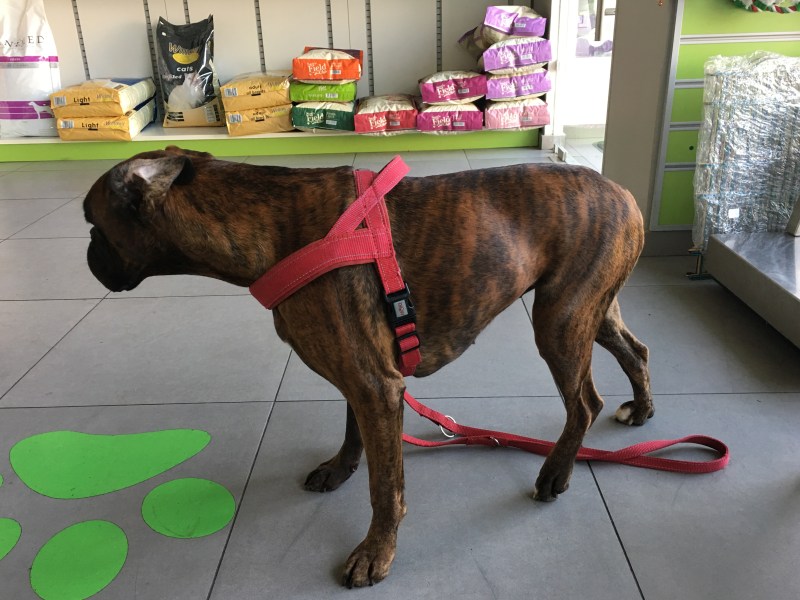 Vanda in attesa del veterinario e delle radiografie