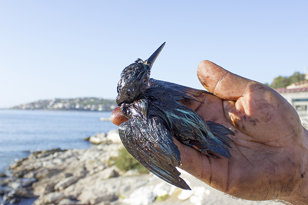 Il Martin pescatore salvato dal petrolio nel settembre 2017
