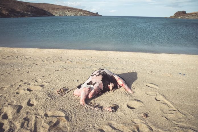 Una carcassa sulla spiaggia di Tinos
