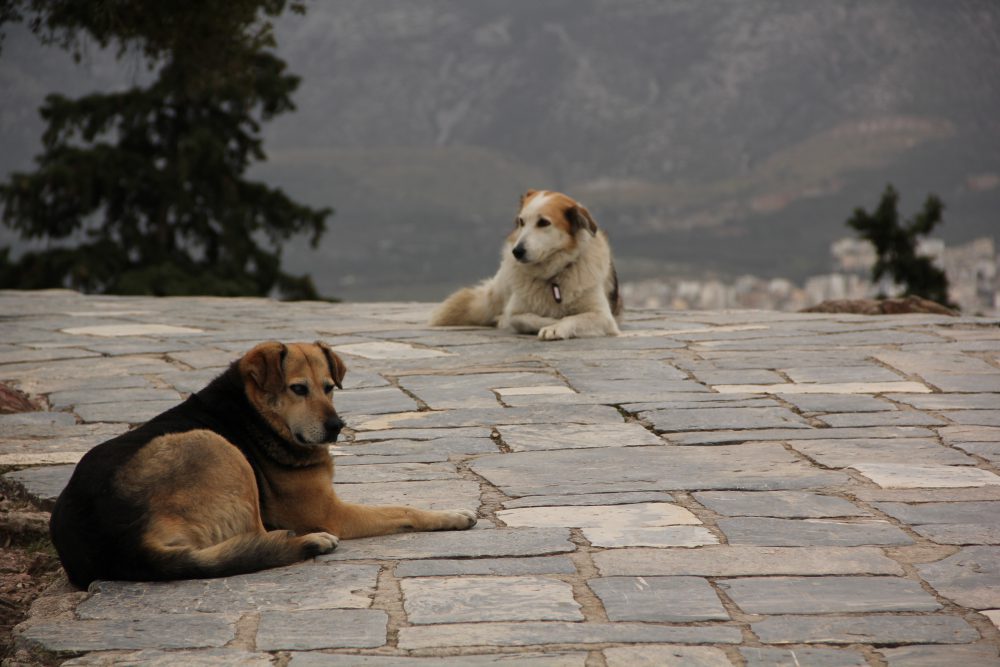 Cani randagi ad Atene