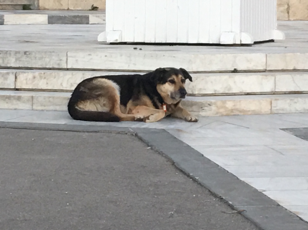Un randagio "censito" ad Atene