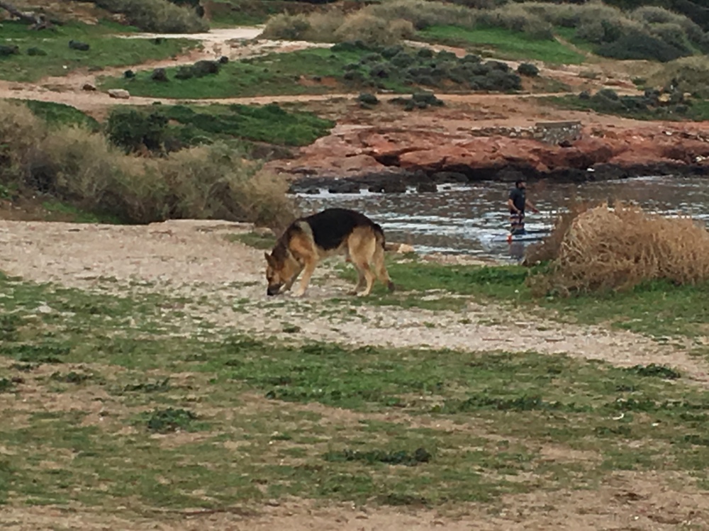 Il pastore tedesco che vive in spiaggia a Kavouri
