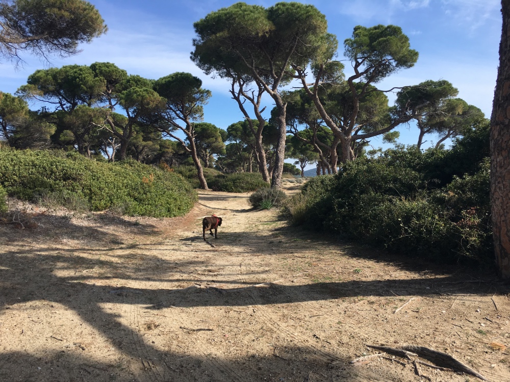 Nella pineta del Parco naturale di Schinia, est di Atene