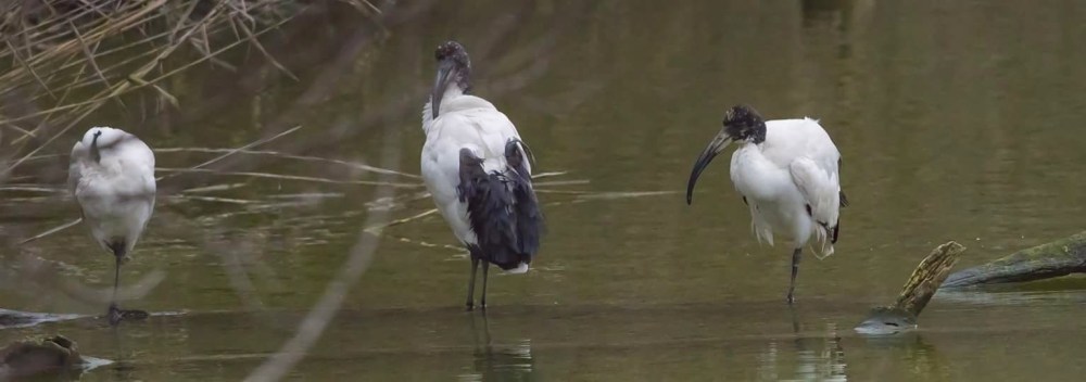L'Ibis Sacro all'oasi di Gaggio, nel veneziano - @Lipu Venezia