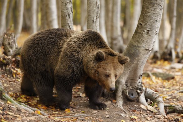 Mantenere un orso in un rifugio costa fino a 15mila euro all'anno
