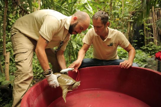 La tartaruga al Parco Natura Viva