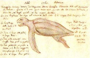 tartaruga_vallisneri