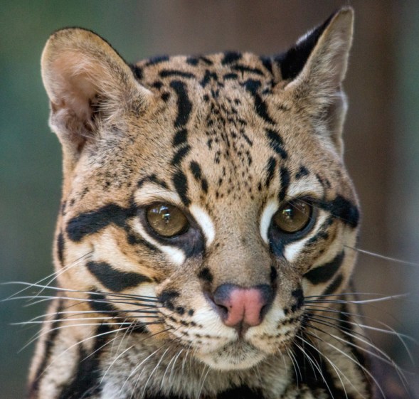 ocelot_3